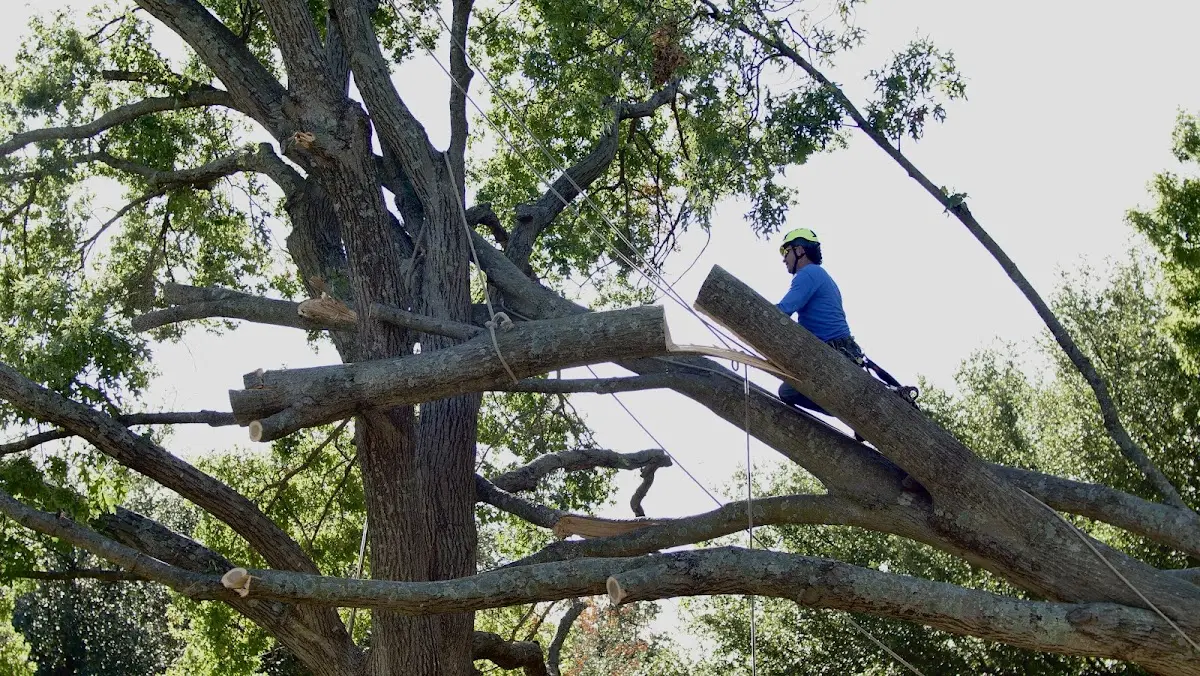 Professional Crown Thinning performed by certified arborists in North Windham